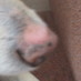 Jeff Kaye (@mudleathedog) Twitter profile photo Jeff Kaye (@mudleathedog) Twitter profile photo