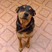 joãopanisu (@maskpatinh0) 's Twitter Profile