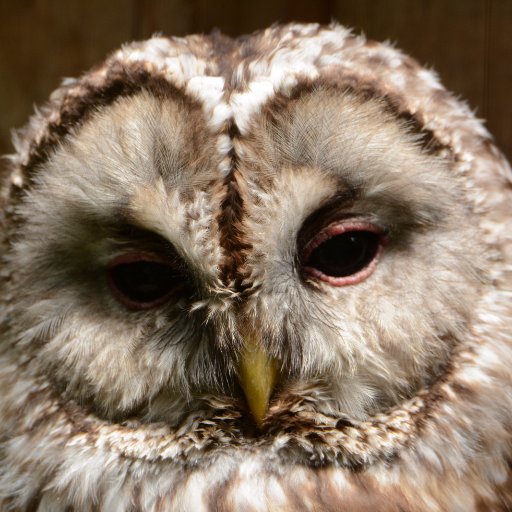 geotrupes's profile picture. 某大根踊り大学で野生動物を履修し、公園の職員やって、地方博物館で学芸員をしています。趣味は標本収集と散歩という名の徘徊。