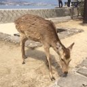 いわつ (@03100526) Twitter