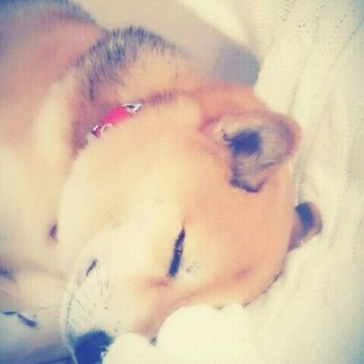 しゅーこ まてまてまて しゃむおん声優になってる 高木朋弥として声優やってる え T Co Fb8nx40ekh Twitter しゅーこ まてまてまて しゃむおん声優になってる 高木朋弥として声優やってる え T Co Fb8nx40ekh Twitter