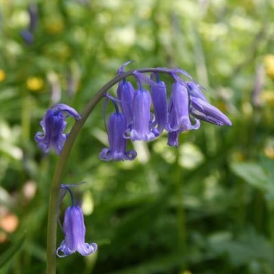 Bluebell Cottage Garden and Nursery Profile