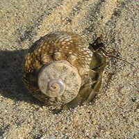 ぽっぽ (@tinenkov) 's Twitter Profile Photo