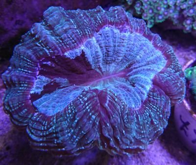 Aquatics shop specialising in tropical marine life