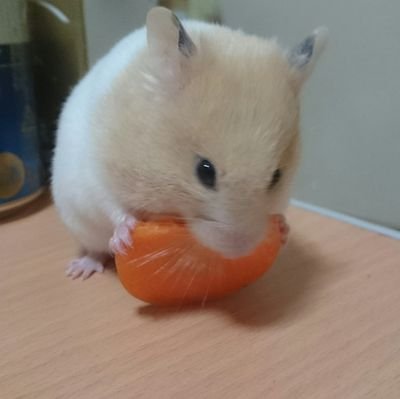 sonikota's profile picture. 東海大法学部卒/社会人/販売士/登録販売者/猫/ゴールデンハムスター/刃牙/ガンダム/岡村靖幸/DAOKO/バイクetc.