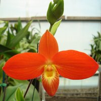 Brookside Orchids(@brooksideorchid) 's Twitter Profile Photo