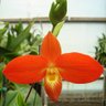brooksideorchid's profile picture. Brookside Orchids: retail, wholesale, floral arrangements, farmer's markets and boarding services. We've been in Portola Valley, CA for over 30 years.