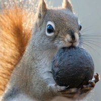 Squirrels are very stable(@crumpledtrash) 's Twitter Profile Photo