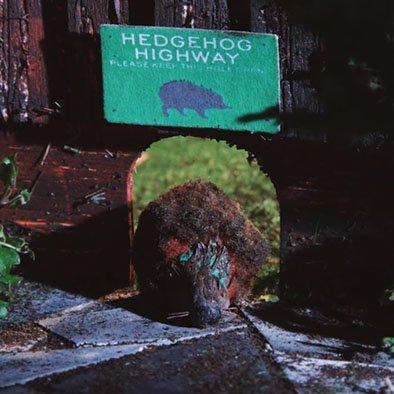 Tweets and snuffles from 'Hedgehog Close'. A short film by @ZestProds to promote #HedgehogWeek.