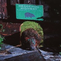 Hedgehog Close(@HedgehogClose) 's Twitter Profile Photo