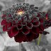 nooneuneedtoknow (@bl4cscore) Twitter profile photo nooneuneedtoknow (@bl4cscore) Twitter profile photo