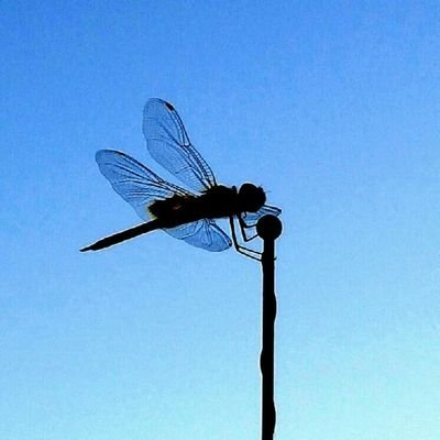 Loon16648627's profile picture. transit to the future