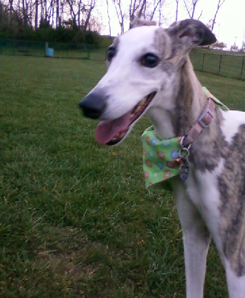 I am an 8 year old Whippet. I was born in Bardstown, KY. I lived a year of my life in Florida, a few years in Kentucky, and now I'm in good ole Tennessee :-)