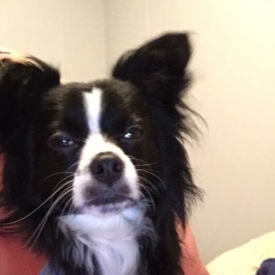 I see you! I'm sassy and energetic, I love to make noise. My daddy is @actuallyxtian and my mommy is @heartofshelton. I was born 12.24.15 I'm a chihuahua mix.
