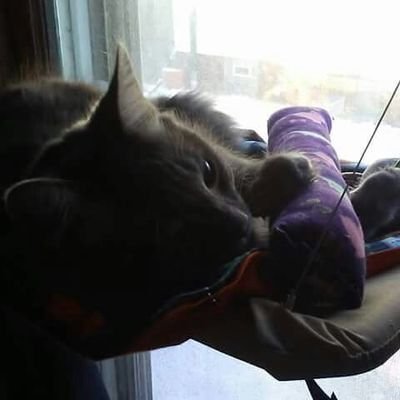 I'm Gray Tabby 💜 I'm a boy and my Mommy rescued me outside💙 Follower me on my Facebook's and My Instagram💜My Birthday is June 11😼😼