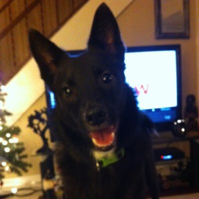 saltgrTX's profile picture. I love my family, sports, and music. Sports teams: Raiders, Lakers, Dodgers, Kings, UCLA, LSU, UT Longhorns, and Chelsea FC.