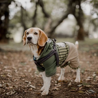 I'm a beagle boy from Colombia! I love walk, eat and pose for photos! Thanks for being my friends! Follow me 🐶♥️ Instagram: simonthebeagle3780