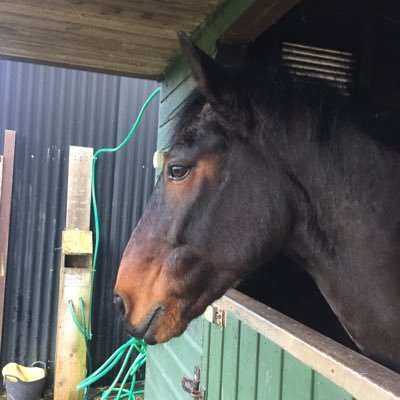 schleichphotos's profile picture. Bobby🐴|15hh|Connemara🐎