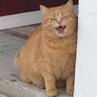 Cwrci coch (@mwlsin2010) 's Twitter Profile