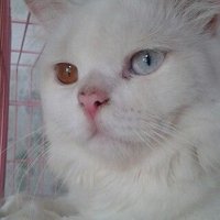 susanti dewi (@antiyut) 's Twitter Profile