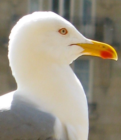 degarmop's profile picture. 