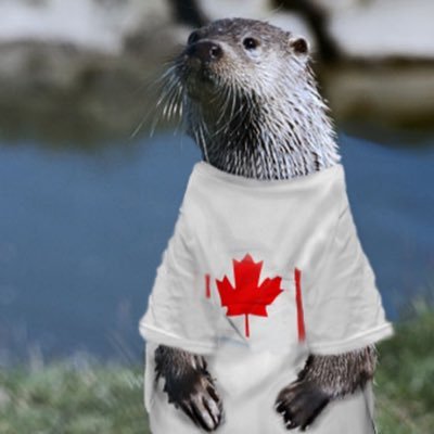 OTTOTTEROTTAWA's profile picture. wild otter averagely lives for 10 years