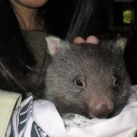 A. Marsupial(@sweetjane) 's Twitter Profile Photo