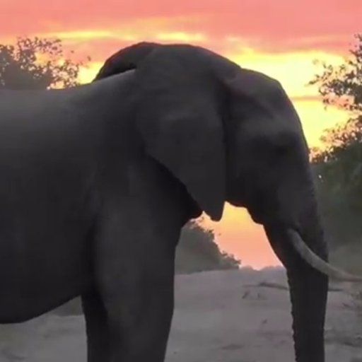 Political junkie, reformed conservative and former attorney (@TempleLaw ). #SafariLive #WildEarth fan.