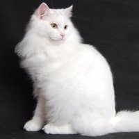 ωнιтє¢ℓαω (@snowwhiteclaws) 's Twitter Profile