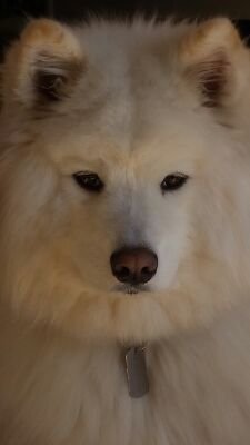 I'm a pure breed Samoyed living in Germany. I used to live in Sarajevo but recently moved. Follow me and be part of My adventures and fluffyness.