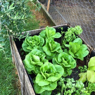 Hello everyone! I like to to grow plants 🌱 in my backyard like fruits and veggies and lots more😄!!