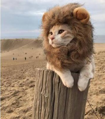 green_squall's profile picture. carp,marinos,valencia,cat.⚾️⚽️⚽️🐱
猫好き🐈「兵は拙速なるを聞くも、いまだ巧の久しきを睹ざるなり、兵は詭道なり」最小の効率で最大の効果を目指す。寺や森、川などの写真が好き。カープデヴィッド村の村人