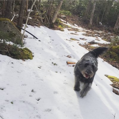 mattmacdougall7's profile picture. I like my dog more than you