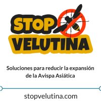 StopVelutina(@StopVelutina) 's Twitter Profileg
