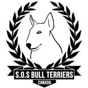 Non profit organisation English bull terrier rescue , BSL fighters