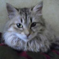 Tebanna 🐱🦇🌸🌳🇦🇩🇩🇪🏴🇺🇸🇮🇪 (@annabet67) 's Twitter Profile Photo Tebanna 🐱🦇🌸🌳🇦🇩🇩🇪🏴🇺🇸🇮🇪 (@annabet67) 's Twitter Profile Photo