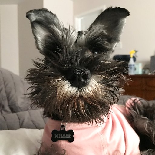 Semi-daily dlogger, vlogger on YouTube! Yes, I am a dog. Yes, I am a miniature schnauzer. https://t.co/rIbu6OJlBv https://t.co/YacGfpcDvC