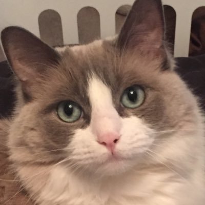 I'm a 3 1/2 year old, full bread Ragdoll kitty who enjoys chewing straws, playing fetch, sleeping on important stuff, and eating yogurt! Meow!