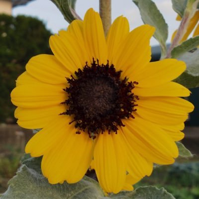 Hamakun1234's profile picture. 