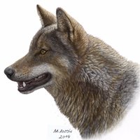 Lobo Marley America (@lobomarleyusa) 's Twitter Profile