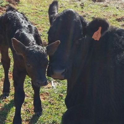 Farming marginal crops on marginal ground with marginal weather and marginal markets. Also raise cattle on marginal pastures.