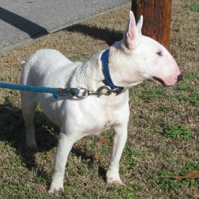 Boss Bull Terriers is the premier breeder of classic bull terriers in Montgomery, Alabama.