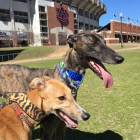 Jennifer (@wareaglejenn) 's Twitter Profile