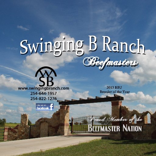 Swinging B Beefmasters Ranch producing Beefmasters with Style and Performance. Private Treaty Sales Axtell TX