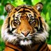 Captain Tiger (@mysteron61) Twitter profile photo Captain Tiger (@mysteron61) Twitter profile photo