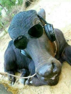 ThakurSunnySi17's profile picture. Only one word to describe me that I am the king of my life....