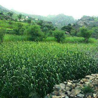 عامل