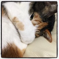 nekosuta (@nekosuta) 's Twitter Profile