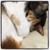 nekosuta (@nekosuta) Twitter profile photo nekosuta (@nekosuta) Twitter profile photo