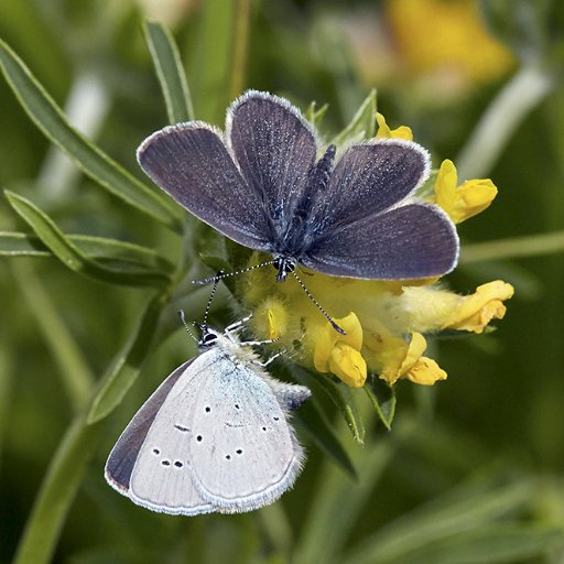 Welcome to the Surrey & SW London Branch of Butterfly Conservation.